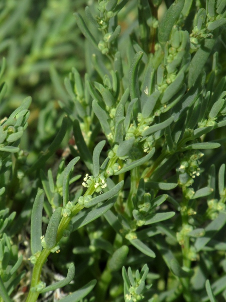 annual sea-blite / Suaeda maritima: Flowering stem