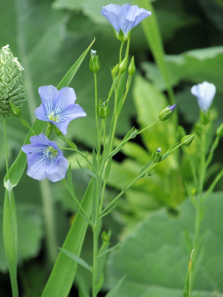 flax / Linum usitatissimum: _Linum usitatissimum_ is a crop plant, grown for its seeds (linseed) and fibre (flax / linen).