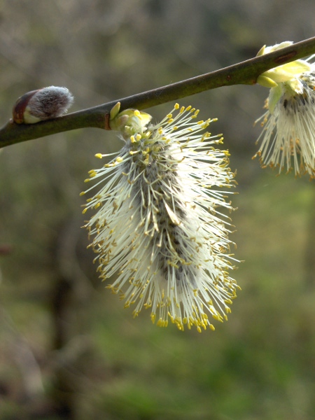 goat willow / Salix caprea: Male catkin