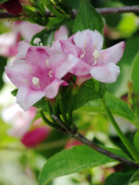 weigelia / Weigela florida: The ovaries of _Weigela florida_ are long and inferior, remaining behind after the flowers have dropped off.