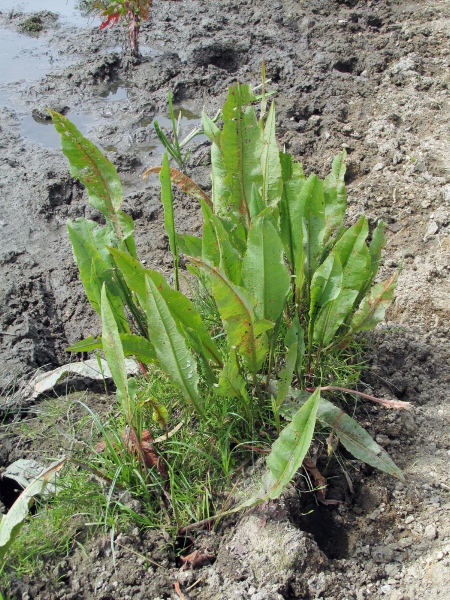 water dock / Rumex hydrolapathum: _Rumex hydrolapathum_ grows in the muddy margins of rivers, canals and lakes.