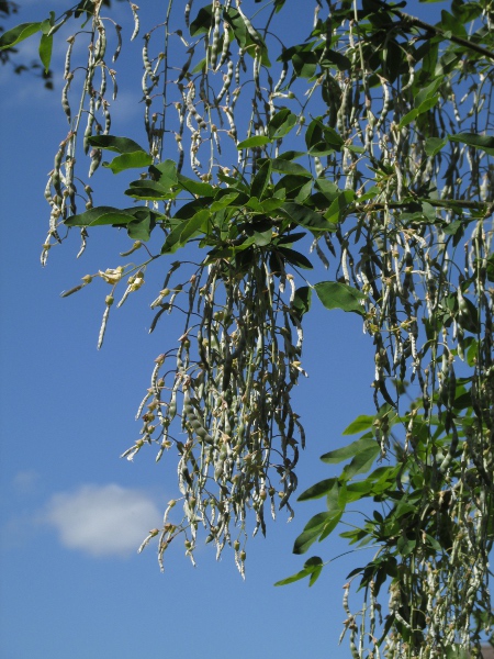 laburnum / Laburnum anagyroides: The fruiting pods of _Laburnum anagyroides_ have a dense covering of silky hairs, distinguishing it from _Laburnum alpinum_; their hybrid _Laburnum_ × _watereri_ is intermediate and is widely planted.