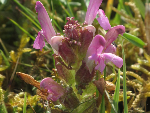 lousewort / Pedicularis sylvatica: _P. sylvatica_ subsp. _hibernica_ has hairy pedicels and calyces; it occurs in Ireland, South Wales and parts of western Scotland.