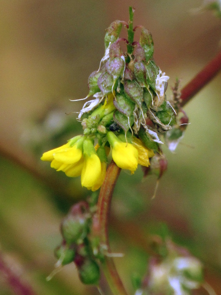 tall melilot / Melilotus altissimus: _Melilotus altissimus_ is a tall herb with small yellow pea-like flowers in which the keel petal is about as long as the wings (in _Melilotus officinalis_, the keel is shorter).