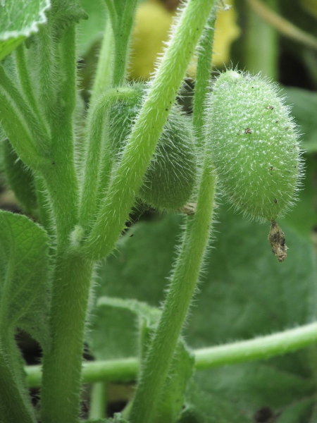 squirting cucumber / Ecballium elaterium