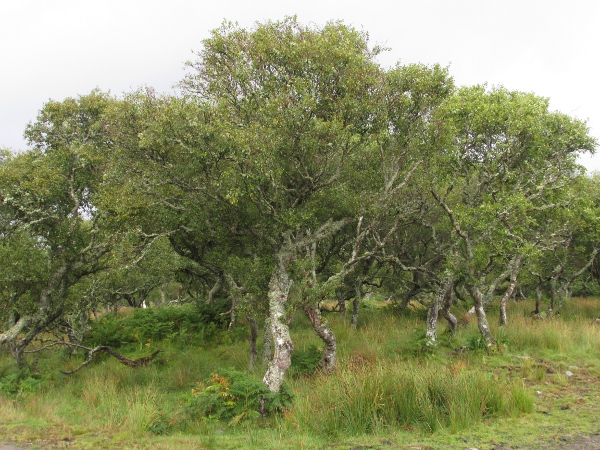 downy birch / Betula pubescens: _Betula pubescens_ is abundant in cool-temperate areas throughout the Northern Hemisphere, although often confused with the similarly widespread _Betula pendula_.