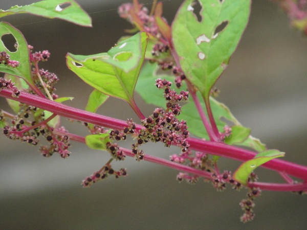 many-seeded goosefoot / Lipandra polysperma: In fruit