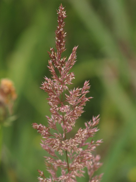 black bent / Agrostis gigantea: Flowers at anthesis