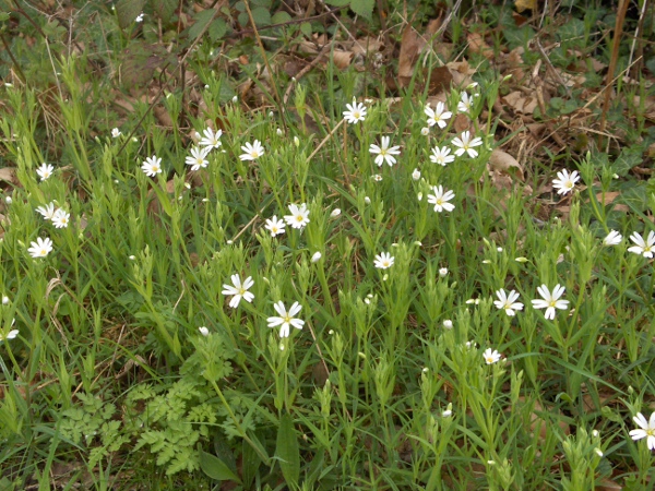 greater stitchwort / Stellaria holostea