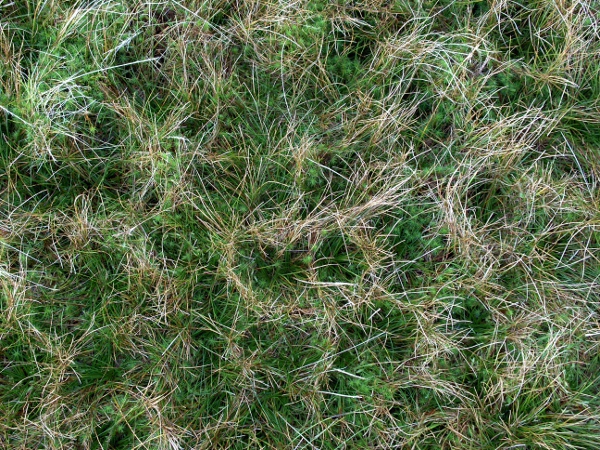 heath rush / Juncus squarrosus: The squarrose leaves of _Juncus squarrosus_ push other vegetation aside (seen from above).