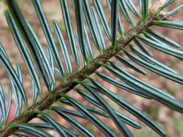 European silver fir / Abies alba: Although glossy dark green above, the leaves of _Abies alba_ have 2 white stripes on the underside.