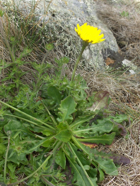 cat’s-ear / Hypochaeris radicata: _Hypochaeris radicata_ is a very common and rather variable plant, up to 60 cm tall in sheltered locations; its leaves are all basal, usually sinuously lobed and with simple hairs.