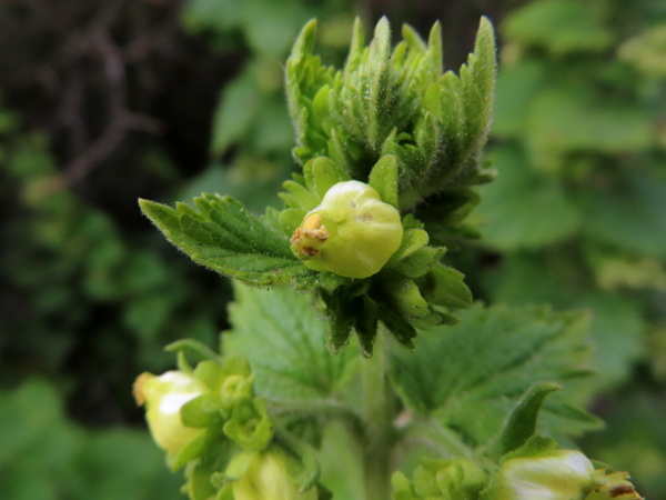 yellow figwort / Scrophularia vernalis