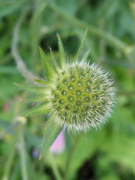 field scabious / Knautia arvensis: When in fruit, the bracts of _Knautia arvensis_ are more visible, as are the 8 bristles projecting outwards from each 4-lobed calyx.