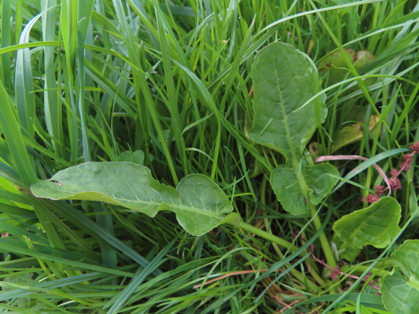 fiddle dock / Rumex pulcher: The leaves of _Rumex pulcher_ are distinctively shaped, with a plicate constriction near the middle making them roughly violin-shaped; sometimes the constriction is much less pronounced.