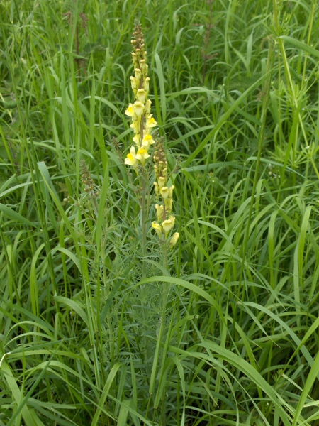 common toadflax / Linaria vulgaris: _Linaria vulgaris_ grows in waste ground and other open spaces across the lowlands of Great Britain and eastern Ireland.