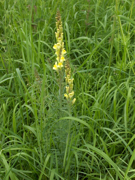 common toadflax / Linaria vulgaris