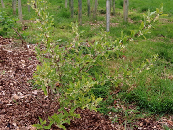 spreading oleaster / Elaeagnus umbellata: _Elaeagnus umbellata_ is a popular shrub in gardens and parks.