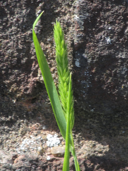 Mediterranean hair-grass / Rostraria cristata: The flowers of _Rostraria cristata_ have shorter anthers and longer-awned lemmas than _Koeleria macrantha_, with 5 lemma veins rather than 3.