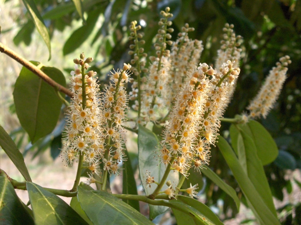 cherry laurel / Prunus laurocerasus: _Prunus laurocerasus_ is a common amenity shrub with spikes of white flowers.