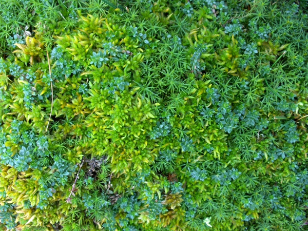 heath bedstraw / Galium saxatile: _Galium saxatile_ grows in acid heaths and similar habitats throughout the British Isles (seen here with _Sphagnum_ moss).