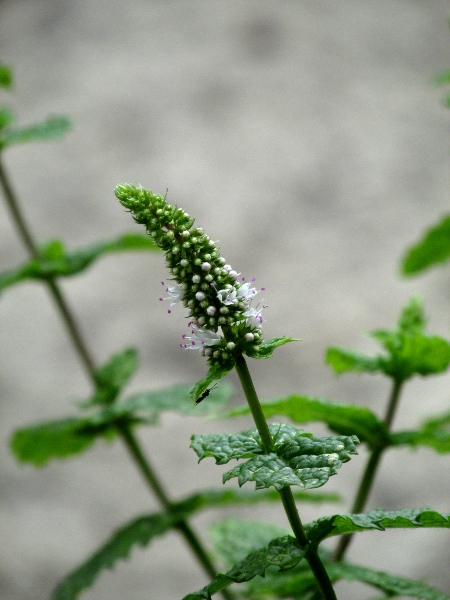 round-leaved mint / Mentha suaveolens: _Mentha suaveolens_ is native to West Wales and south-western England, but is found elsewhere as a result of cultivation.