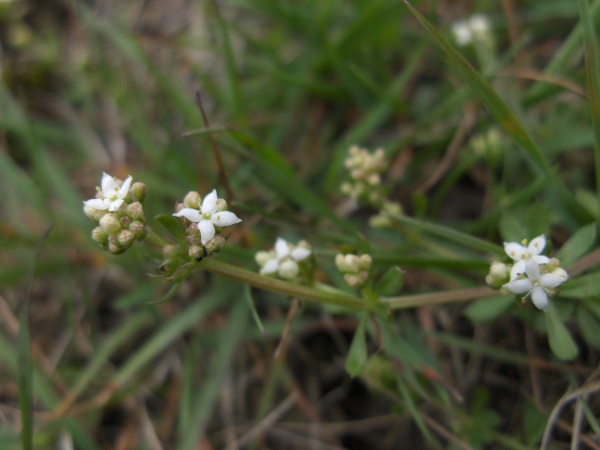 heath bedstraw / Galium saxatile: The petals of _Galium saxatile_ each have a tiny point.