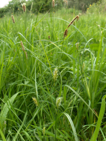 hairy sedge / Carex hirta: _Carex hirta_ is common in grasslands, especially in anthropogenic habitats, south of the Highland Boundary Fault.