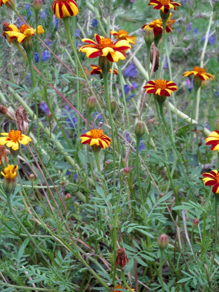 African marigold / Tagetes erecta