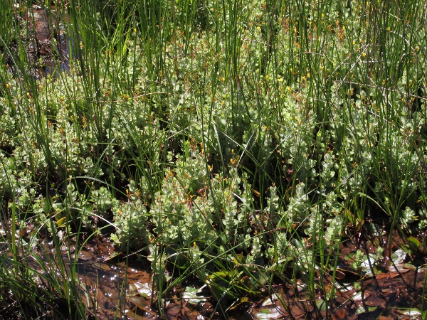 marsh St. John’s wort / Hypericum elodes: _Hypericum elodes_ grows in acid bogs, especially in the south and west.