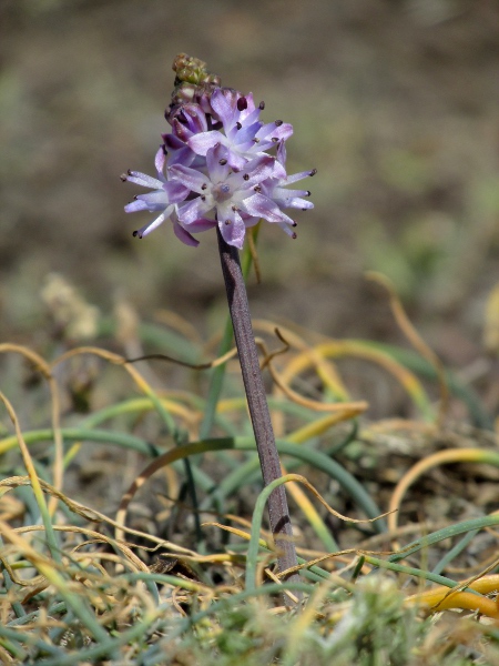autumn squill / Scilla autumnalis: _Scilla autumnalis_ mostly grows in short turf around the coasts of Devon and Cornwall; it flowers much later in the year than _Scilla verna_, and lacks that species’ long bracts.