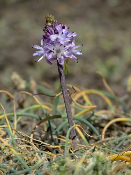 autumn squill / Scilla autumnalis