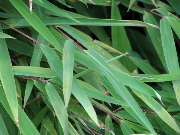 Indian fountain bamboo / Yushania anceps: _Yushania anceps_ has narrow leaves; the stem-sheaths have narrow auricles.