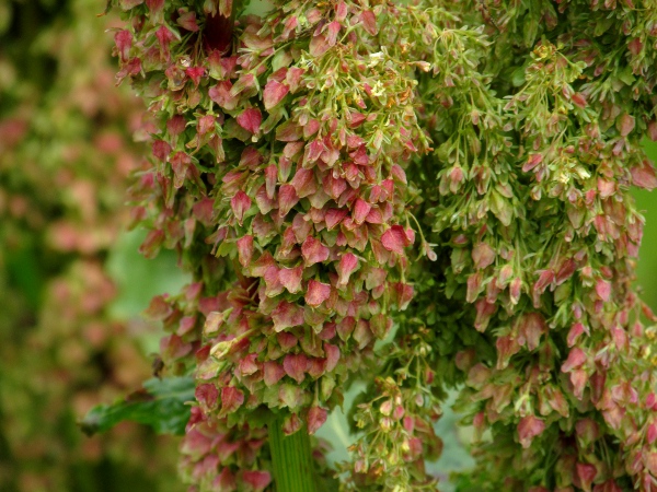 monk’s rhubarb / Rumex alpinus: The inflorescences of _Rumex alpinus_ are dense, and the mature fruits have broad tepals without tubercles on any of their faces.