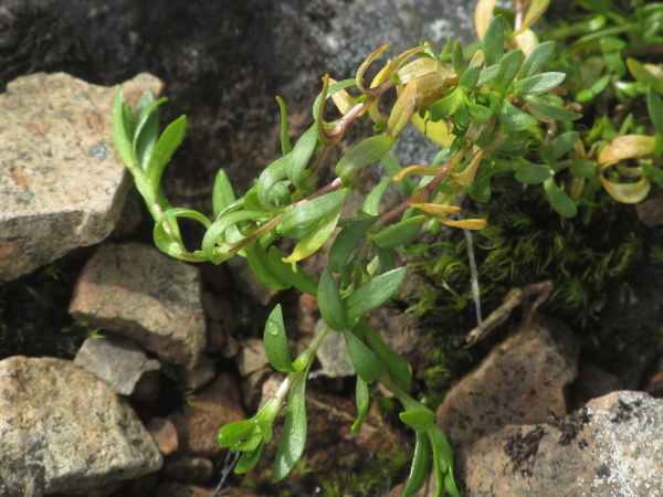 starwort mouse-ear / Cerastium cerastoides: _Cerastium cerastoides_ is a mat-forming <a href="aa.html">Arctic–Alpine</a> plant found on Scotland’s highest mountains; it has oblanceolate leaves and round, purplish stems adorned with a single line of hairs.