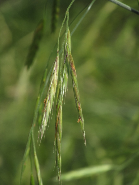 California brome / Ceratochloa carinata: Spikelets