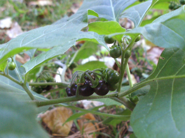 glandular black nightshade / Solanum nigrum subsp. schultesii: The fruits of _Solanum nigrum_ subsp. _schultesii_ are round, black or green berries.
