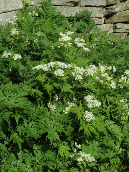 sweet cicely / Myrrhis odorata: _Myrrhis odorata_ is native to the mountains of southern Europe, but has become naturalised over much of northern Europe. It is one of a few species in the family that smell strongly of aniseed when crushed.