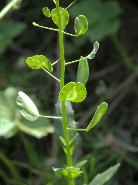 field penny-cress / Thlaspi arvense