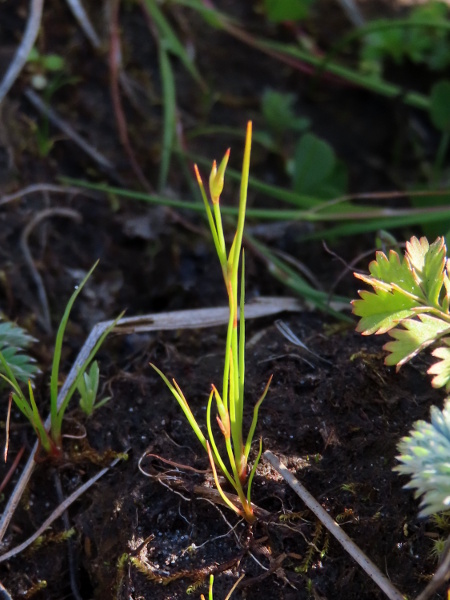 dwarf rush / Juncus capitatus: _Juncus capitatus_ is a diminutive, annual rush that grows in southern Cornwall and western Anglesey.