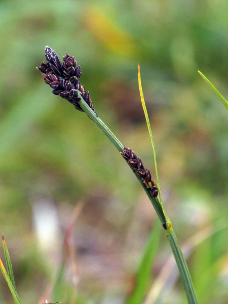 stiff sedge / Carex bigelowii: _Carex bigelowii_ is an <a href="aa.html">Arctic–Alpine</a> sedge found in upland areas; it is typically shorter than _Carex nigra_, with the lowest bract shorter than the inflorescence.
