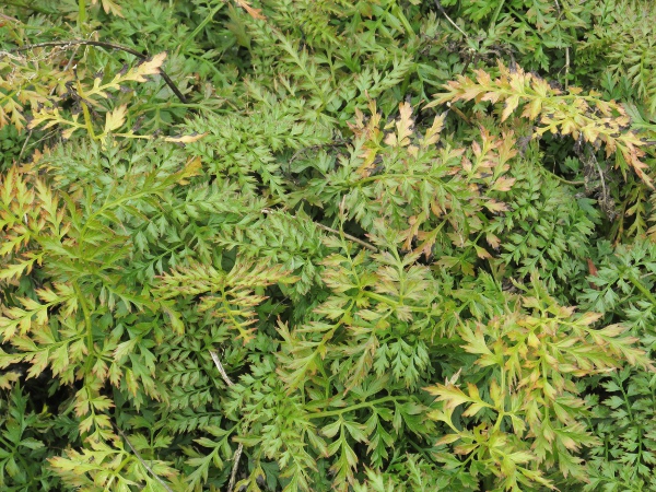 fern-leaved corydalis / Corydalis cheilanthifolia