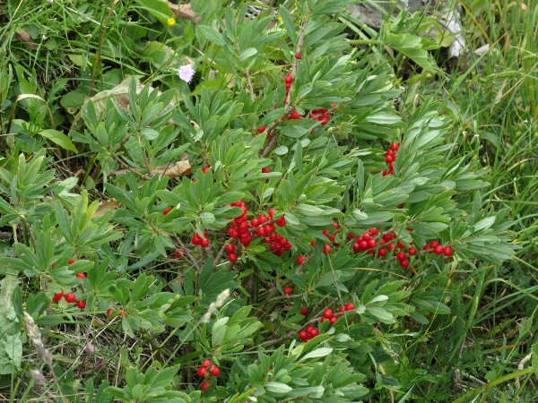 mezereon / Daphne mezereum: The fruits of _Daphne mezereum_ are bright red berries.