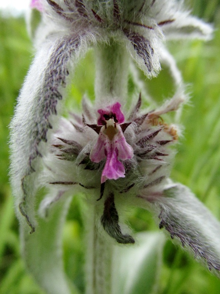 downy woundwort / Stachys germanica: _Stachys germanica_ is far rarer in Great Britain than the garden escape _Stachys byzantina_, which is even hairier and never has cordate leaf-bases.