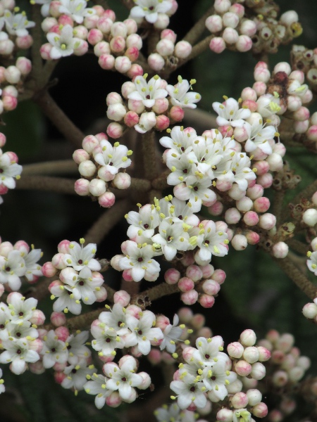 wrinkled viburnum / Viburnum rhytidophyllum: All the flowers of _Viburnum rhytidophyllum_ are fertile, in contrast to _Viburnum opulus_.