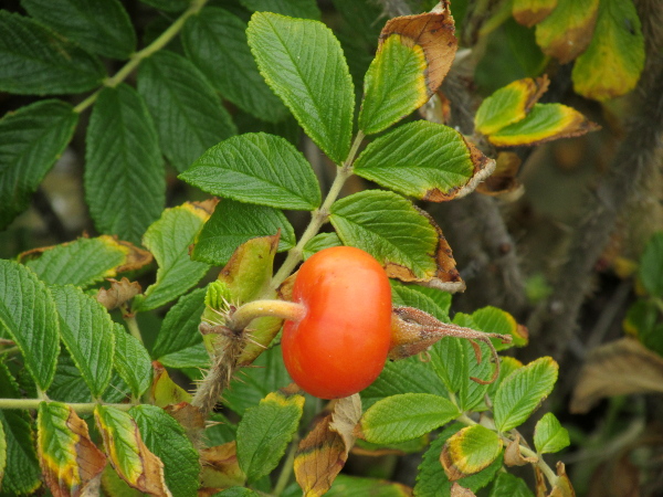 Japanese rose / Rosa rugosa: The leaves of _Rosa rugosa_ are shiny and bullate; the fruits are usually wider than long.