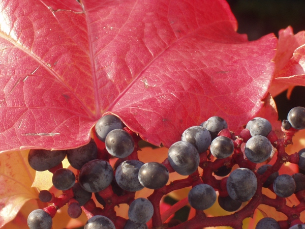 Boston ivy / Parthenocissus tricuspidata: The fruit of _Parthenocissus tricuspidata_ is a small, purplish-black berry.