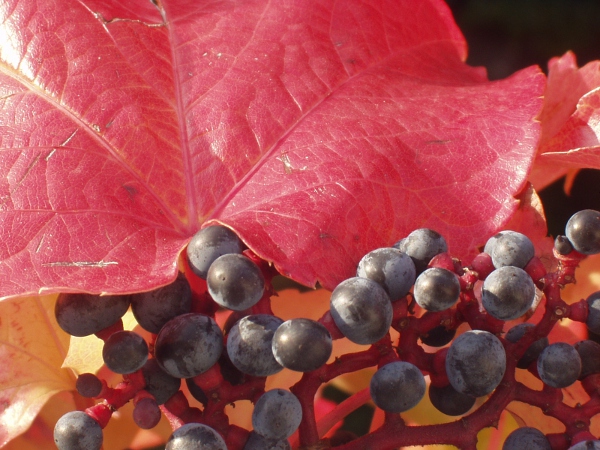 Boston ivy / Parthenocissus tricuspidata