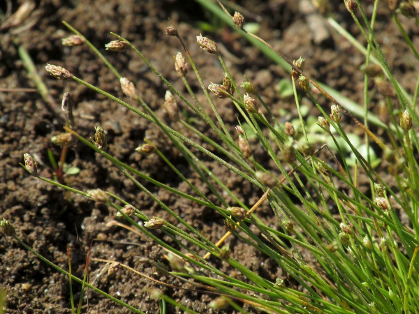 slender club-rush / Isolepis cernua: _Isolepis cernua_ has shorter bracts than _Isolepis setacea_, paler glumes and, most importantly, smooth nutlets.