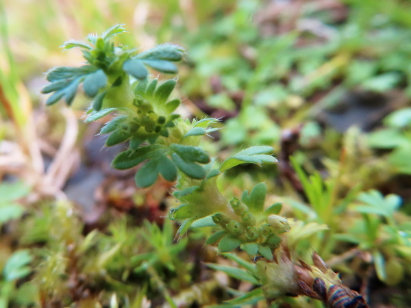 slender parsley-piert / Aphanes australis: _Aphanes australis_  has proportionally longer lobes on the fruiting stipules than _Aphanes arvensis_, and convergent rather than spreading calyx-teeth.